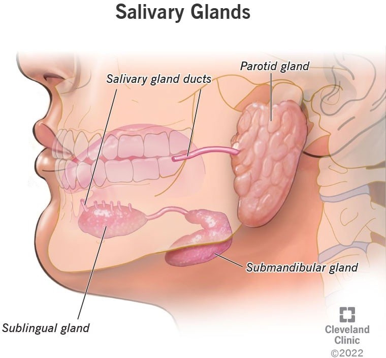 Salivary Glands: Function, Location & Anatomy 