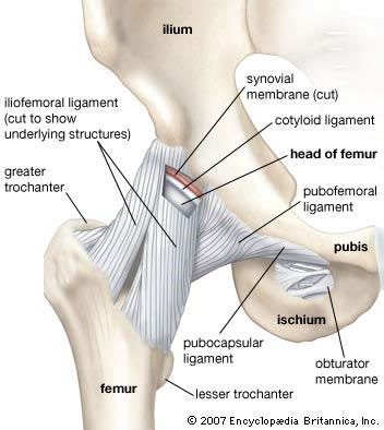 What is the term for a long, flexible band of connective tissue that  connects two bones across a joint? | Socratic 