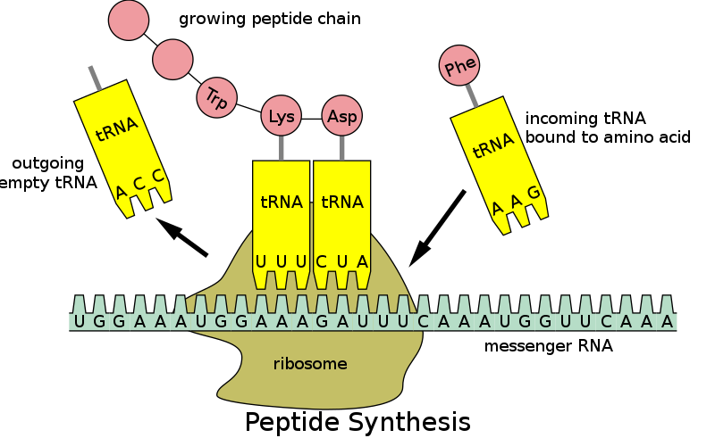 Transfer RNA - Wikipedia 