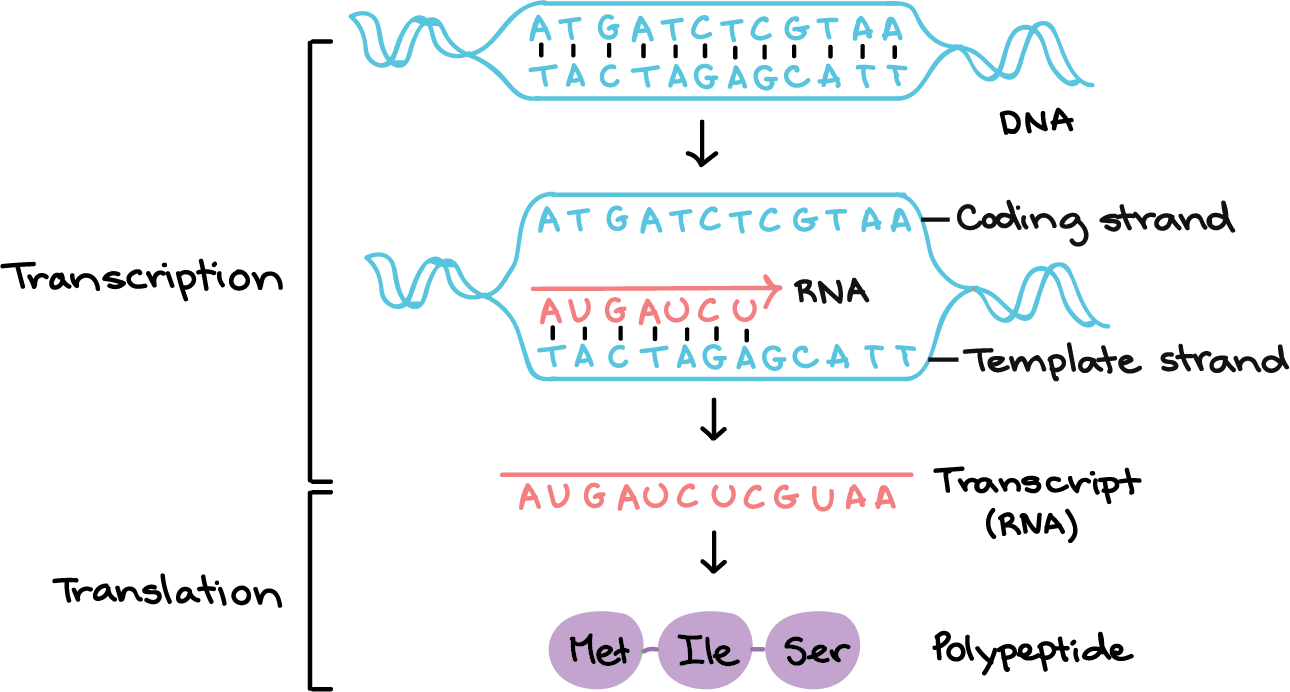 Stages of transcription: initiation, elongation & termination (article) |  Khan Academy 