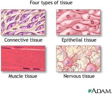 Tissue types: MedlinePlus Medical Encyclopedia Image 