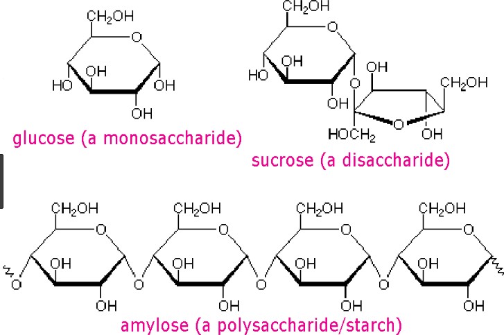 Polysaccharide Vs. Disaccharide Vs. Monosaccharide: (Notes & PDF) - Viva  Differences 