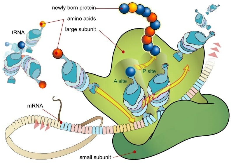 Ribosome - Definition, Function and Structure | Biology Dictionary 
