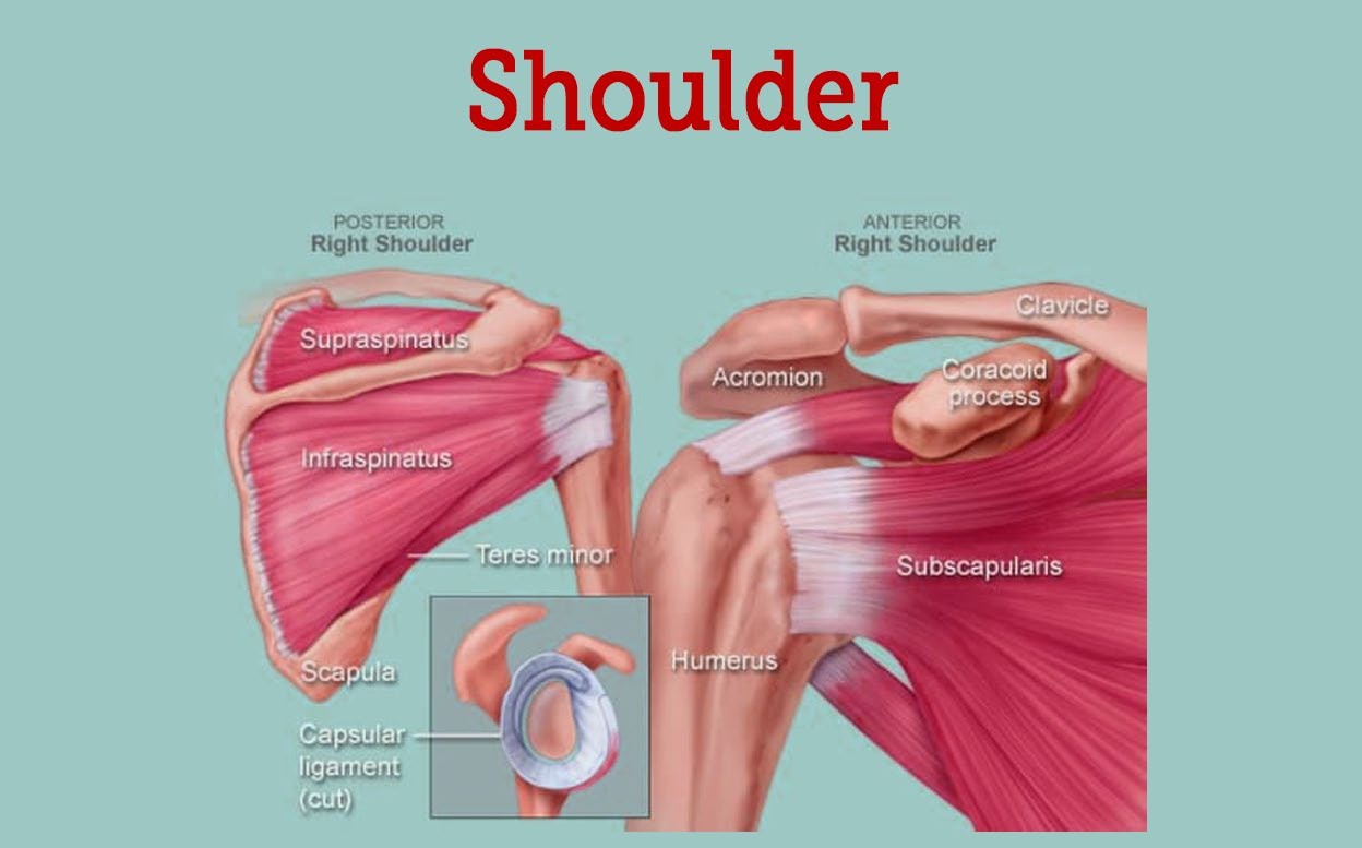 Shoulder Human Anatomy: Image, Function, Parts, and More 