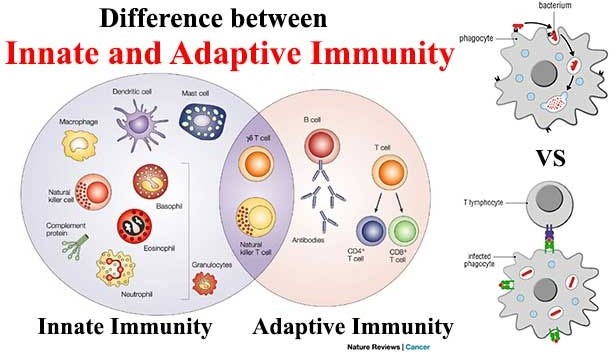 Difference between Innate and Adaptive Immunity 