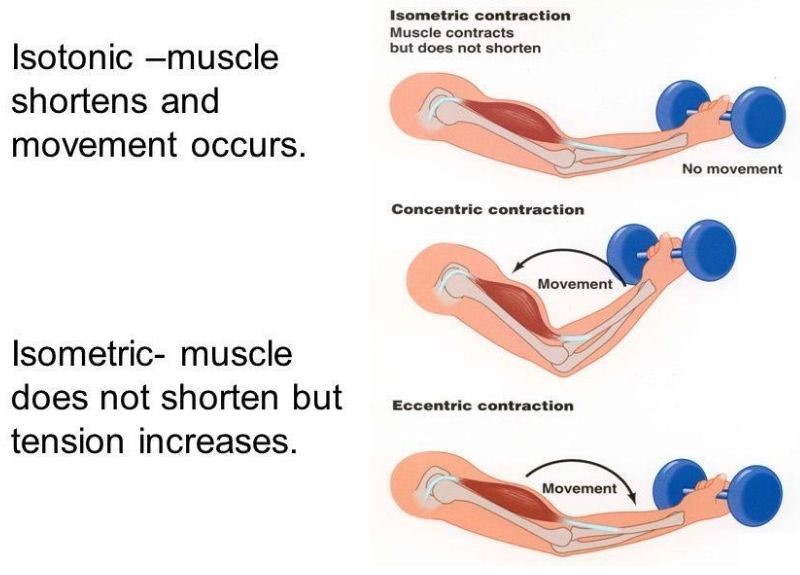 What's The Difference Between Isometric and Isotonic Muscle Contractions? 