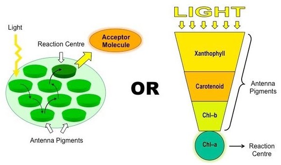 What are the pigments involved in photosynthesis? - Quora 