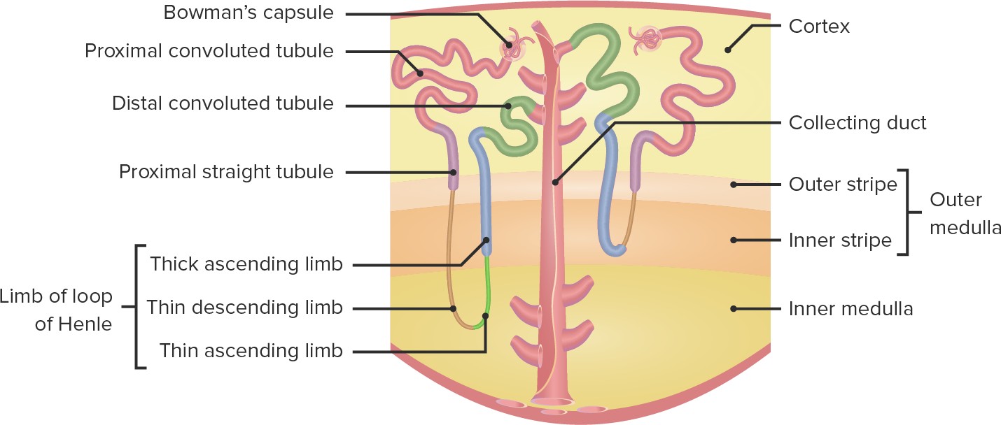 Tubular System | Concise Medical Knowledge 