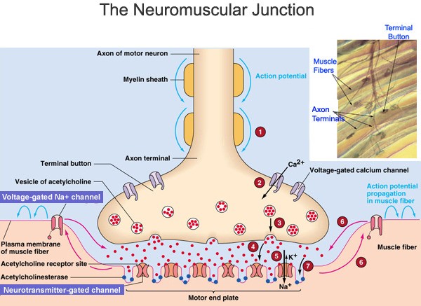 My Notes for USMLE „ houseofmind: The Neuromuscular Junction (NMJ)... 