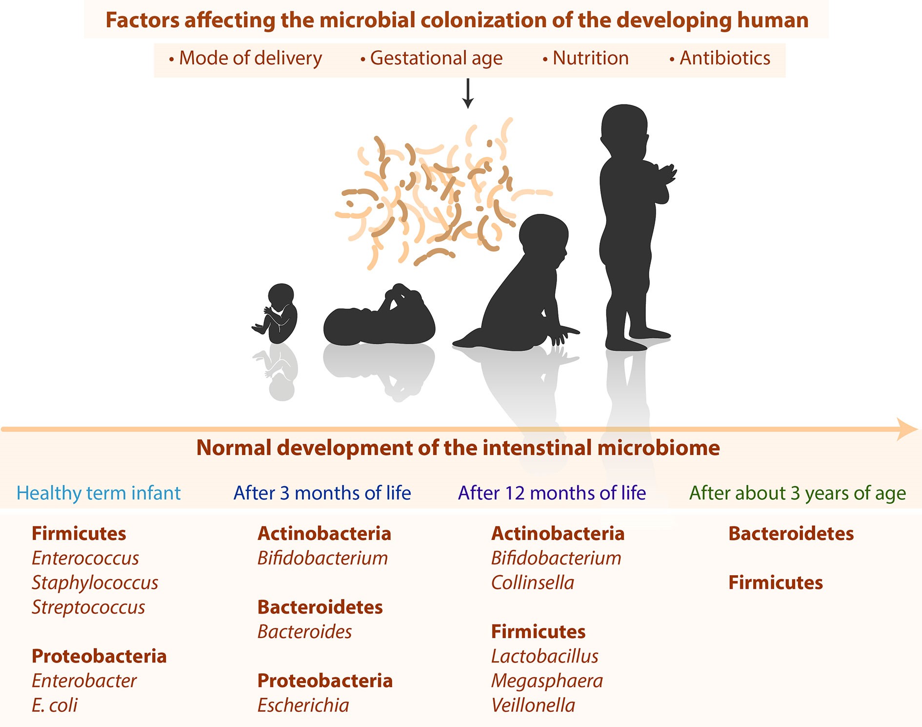 Frontiers | Microbial Colonization From the Fetus to Early Childhood„A  Comprehensive Review 