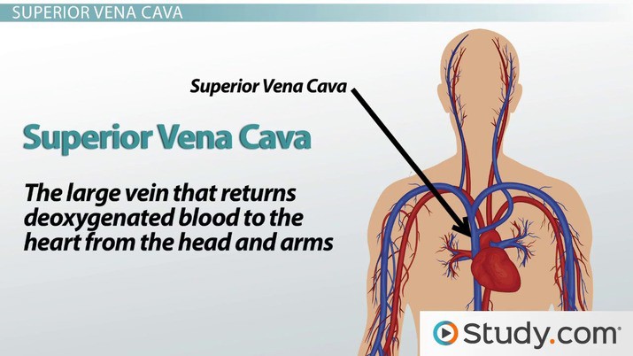 Superior & Inferior Vena Cava Function & Location | What Blood Vessels Return  Blood to the Heart? - Video & Lesson Transcript | Study.com 