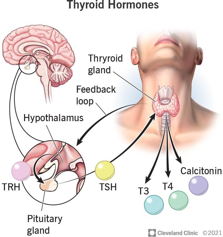 Thyroid Hormone: What It Is & Function 