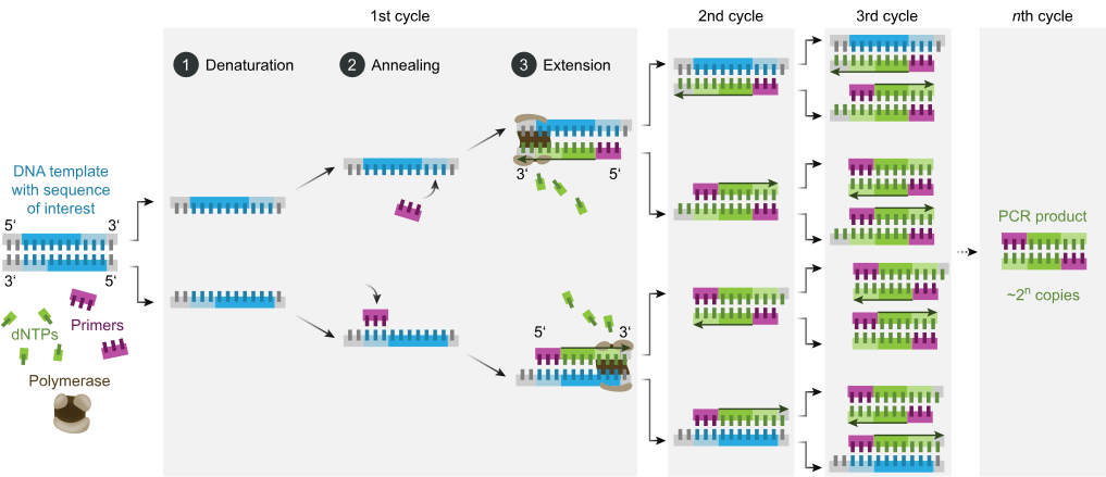 Polymerase chain reaction - Wikipedia 