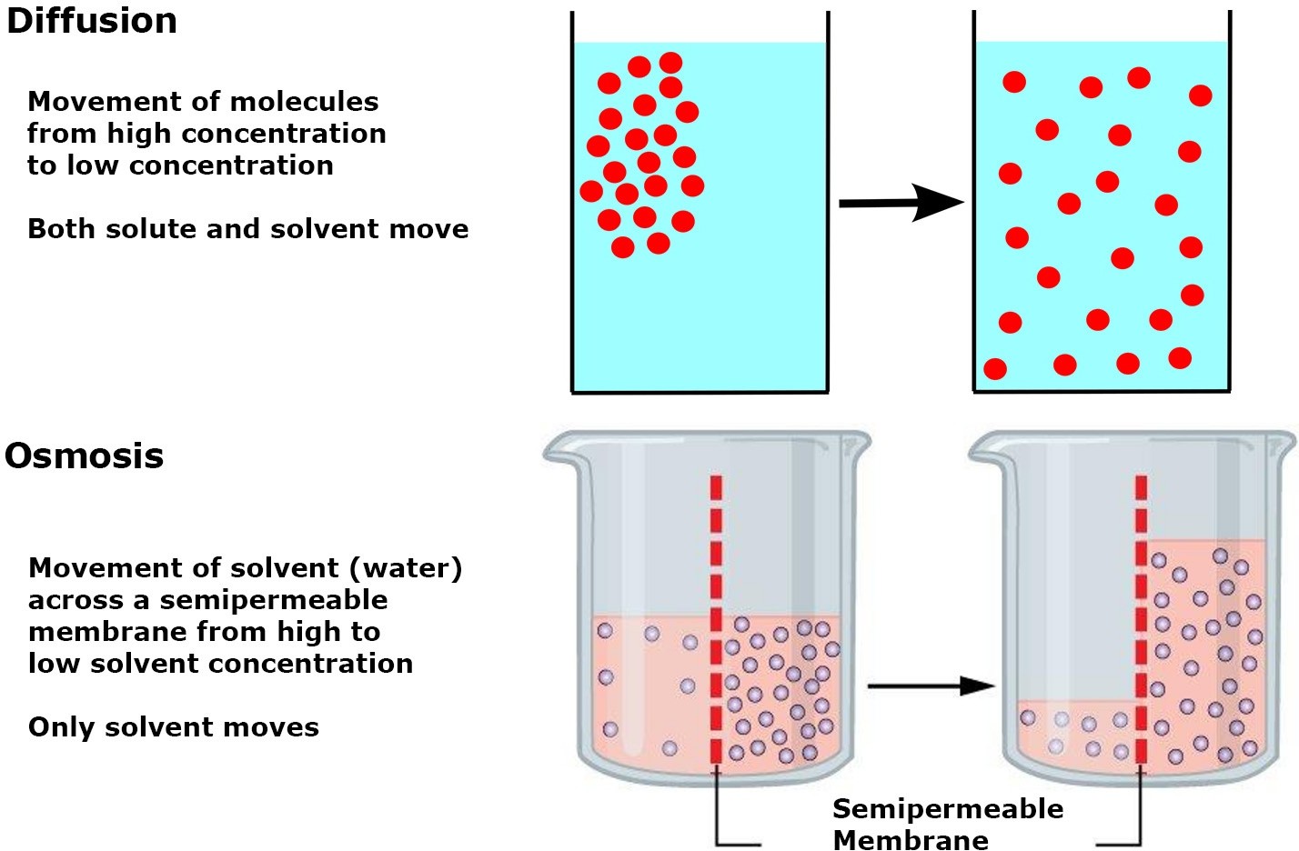 Osmosis vs Diffusion - Definition and Examples 