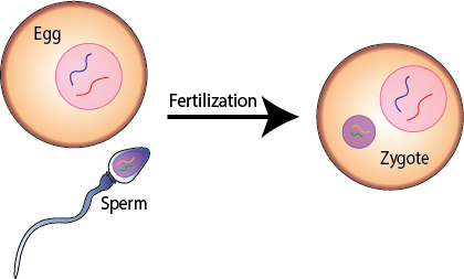 Zygote Formation From Gametes | How is a Diploid Zygote Formed? - Video &  Lesson Transcript | Study.com 