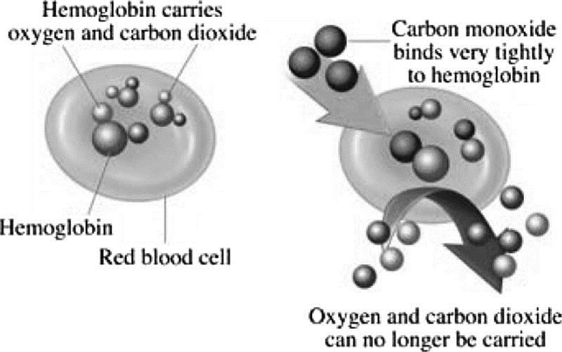 Figure. Carbon monoxide binding to hemoglobin. Source:... | Download  Scientific Diagram 