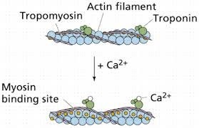 What function do calcium ions perform during the contraction of skeletal  muscle? | Socratic 
