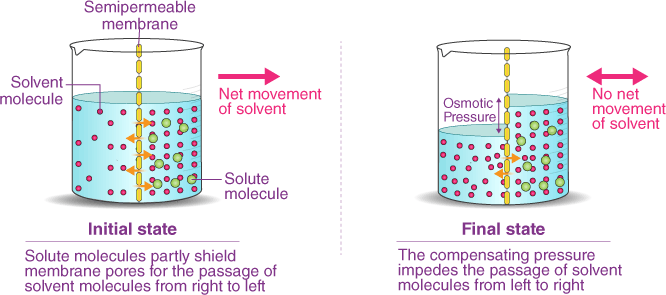 What Is Osmosis? - Definition, Types, Osmotic Pressure 