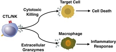 Granzymes in cancer and immunity | Cell Death & Differentiation 